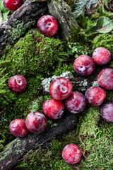 Small red plums with water drops on a carpet of moss and forest branches. Top view.
