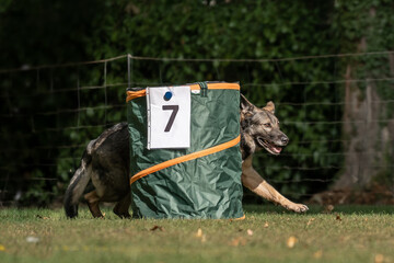 Hund im Hoopers Parcour
