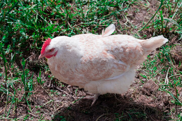 white chicken on the grass