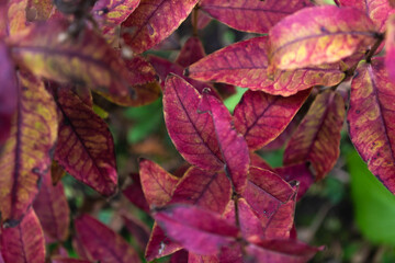 Bush with red-pink leaves in autumn