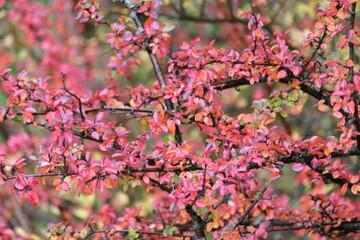 leaves in autumn