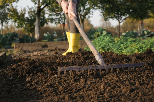 Woman in yellow rubber boots working in garden with rake leveling ground. Soil preparation for seeding and planting, garden tools, gardening, rake, soil, outdoor work concept.