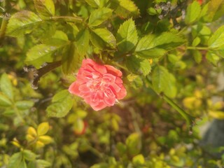 Pink Rose Flower