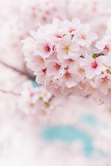 ソフトフォーカスの桜