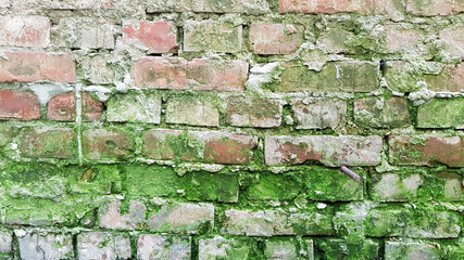 old brick wall with moss. Old brickwork wall with rough cement joints