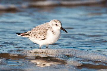 Sanderling