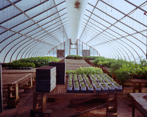 Fototapeta premium Rows of sprouting new plants in a bright greenhouse