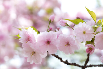 造幣局の八重桜