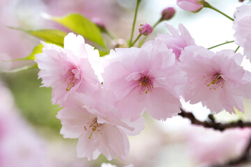 造幣局の八重桜
