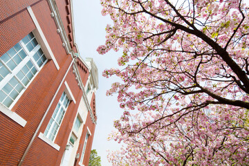 造幣博物館と八重桜