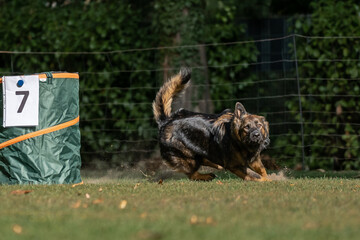 Hund im Hoopers Parcour