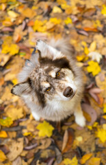 Obraz premium Dog in the leaves in fall husky leaf on head