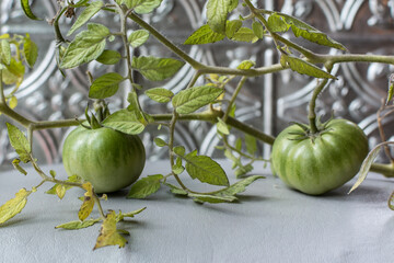green tomatoes on a vine in front of silver metal backsplash on gray table