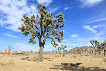 Large Joshua Tree at Joshua Tree National Park. 