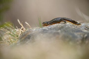 Alpine newt climbs on stone