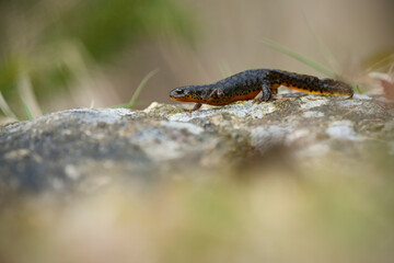 Alpine newt climbs on stone