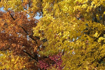 Close up of colorful foliage of trees in sunny autumn day