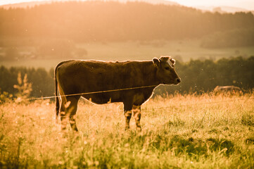 Kuh im Sonnenuntergang 