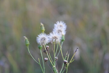thistle flower in spring