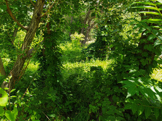 Green lawns and trees on a spring day