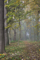 Fototapeta premium Wood