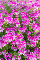 大阪駅構内の鉢植え花