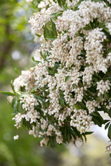 奈良公園のアセビの花