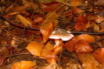 Naklejka premium Wild mushrooms in the middle of fallen leaves. Beware of poisonous mushrooms. Food.