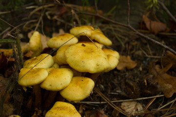 Wild mushrooms in the middle of fallen leaves. Beware of poisonous mushrooms. Food.