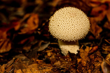 Wild mushrooms in the middle of fallen leaves. Beware of poisonous mushrooms. Food.