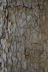 Close up shot of the bark of a tree