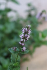 close up of a lavender