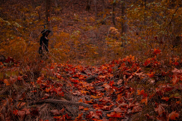 blurred Halloween concept photography with witch black silhouette on background environment space of October fall season forest with a lot of orange falling leaves, soft focus noise polluted