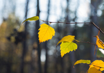 Bright yellow birch leaf on a blurred background.