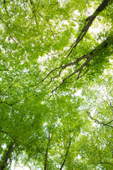 新緑の樹木
