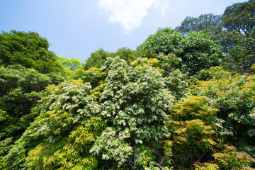 飛火野の馬酔木