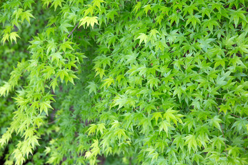 新緑のモミジ