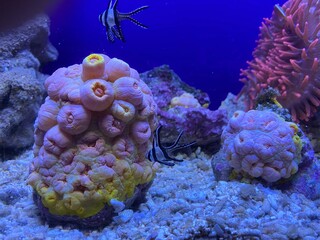 coral reef © Roberta