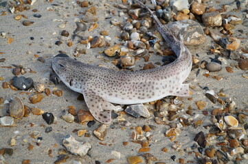 Fish on the beach