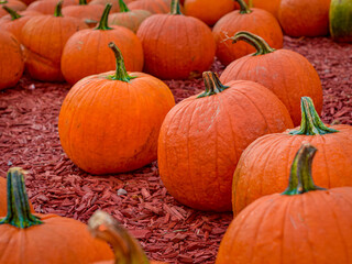 pumpkins on a farm