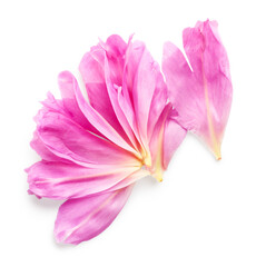 Pink peony flower petals isolated on white background