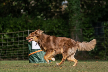 Hund im Hoopers Parcour