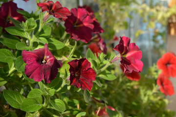 Bright flowering petunia in spring. Small garden on the balcony