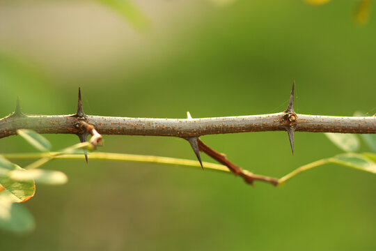 Tree branch with thorns and small leaves. Part of the stem with thorns. Blurred background. October nature. Sunny day.