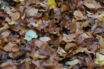 fallen autumn leaves