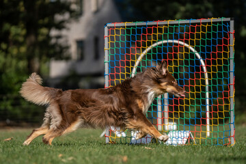 Hund im Hoopers Parcour