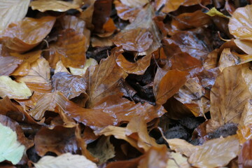 autumn leaves on the ground