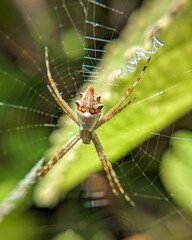 Macro photo spider