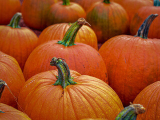 pile of pumpkins