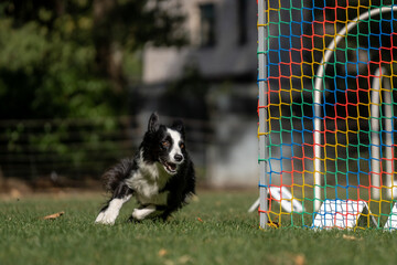 Hund im Hoopers Parcour